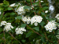 Preview: Prachtspiere (Spiraea Vanhouttei) Liefergröße: 50-80 cm